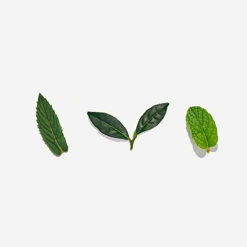 Love Tea Moroccan Mint 50g