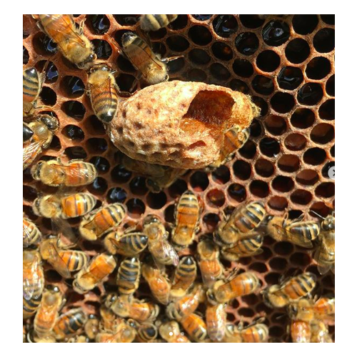Honey Creamed 500g