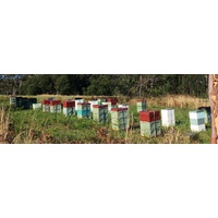 Honey Mount Coramba 1kg 