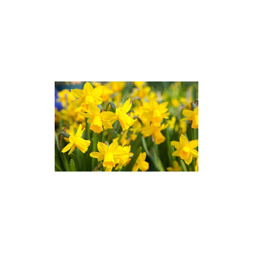 Daffodil Day Daffodils - In-Store item only