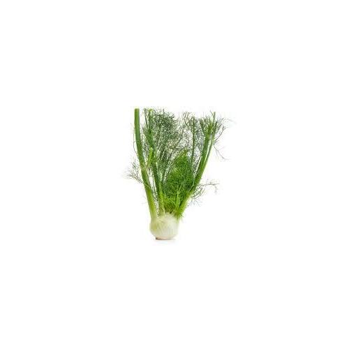 Fennel Organic
